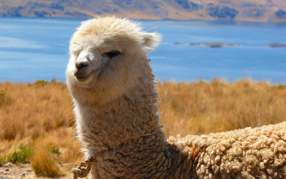 Alpaca Fashion at Bargain Prices — Handmade in Ecuador