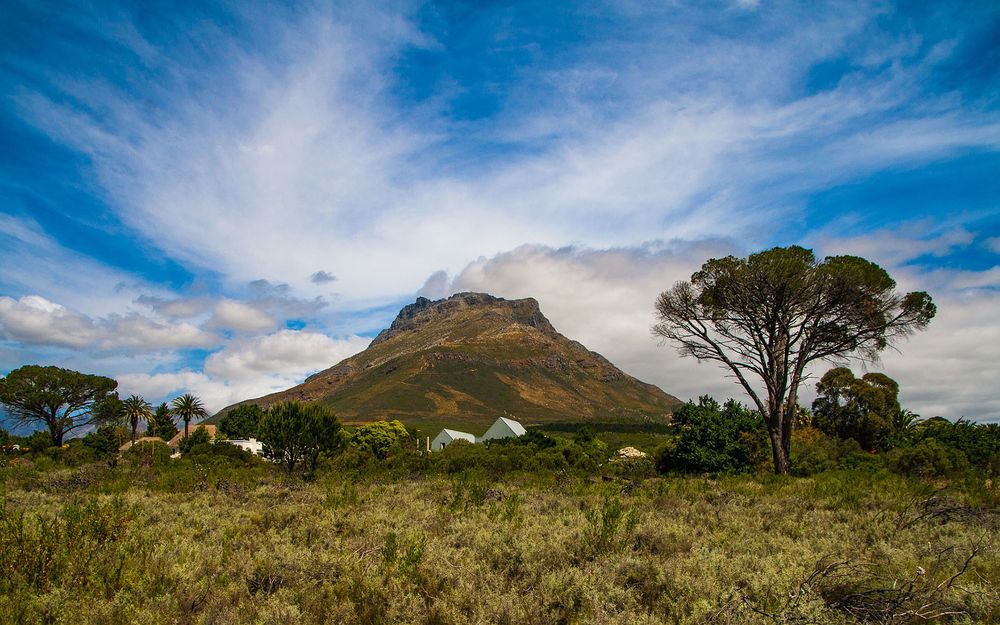 A Day in the Cape Winelands